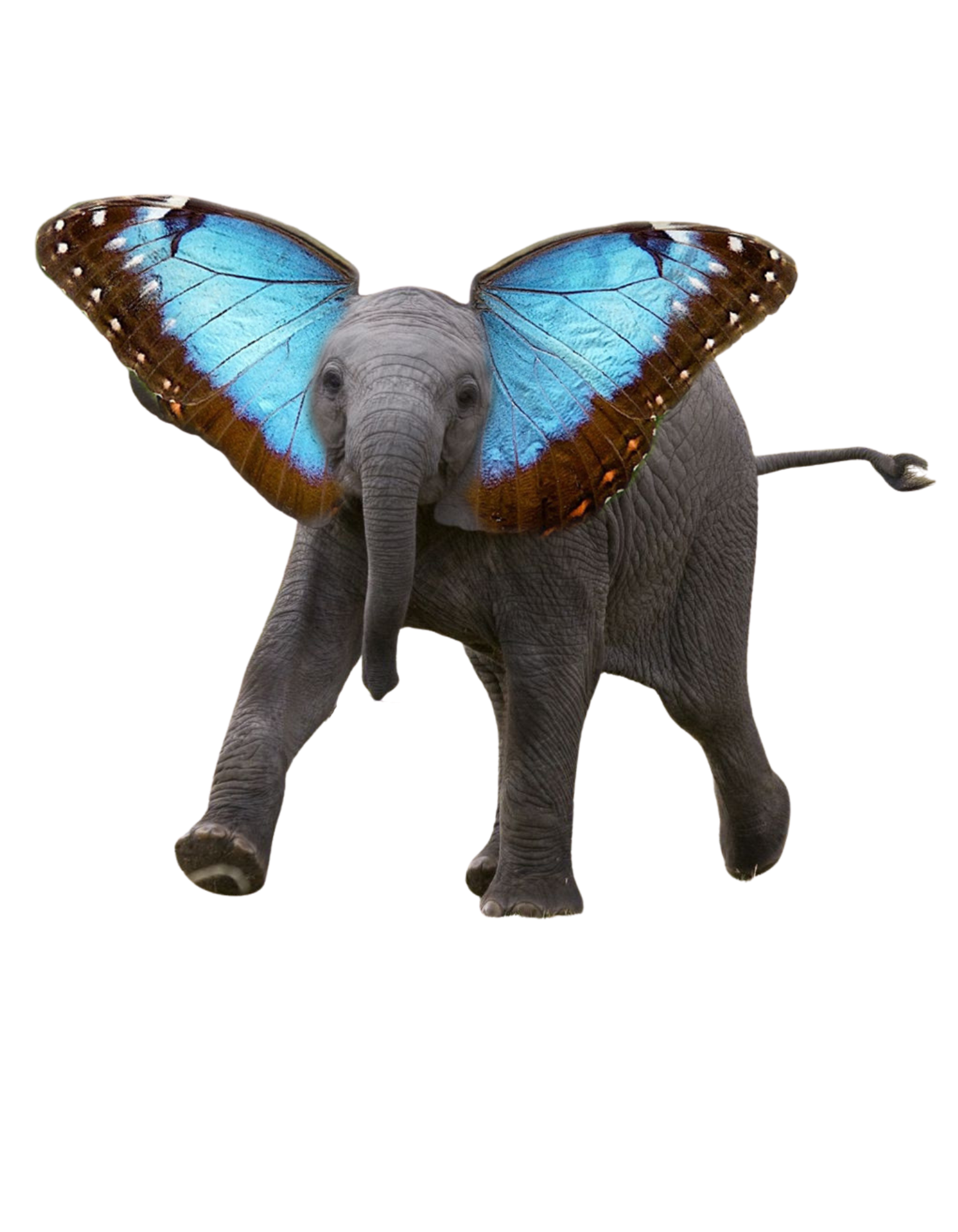 Yapluka — éléphant aux ailes de papillon